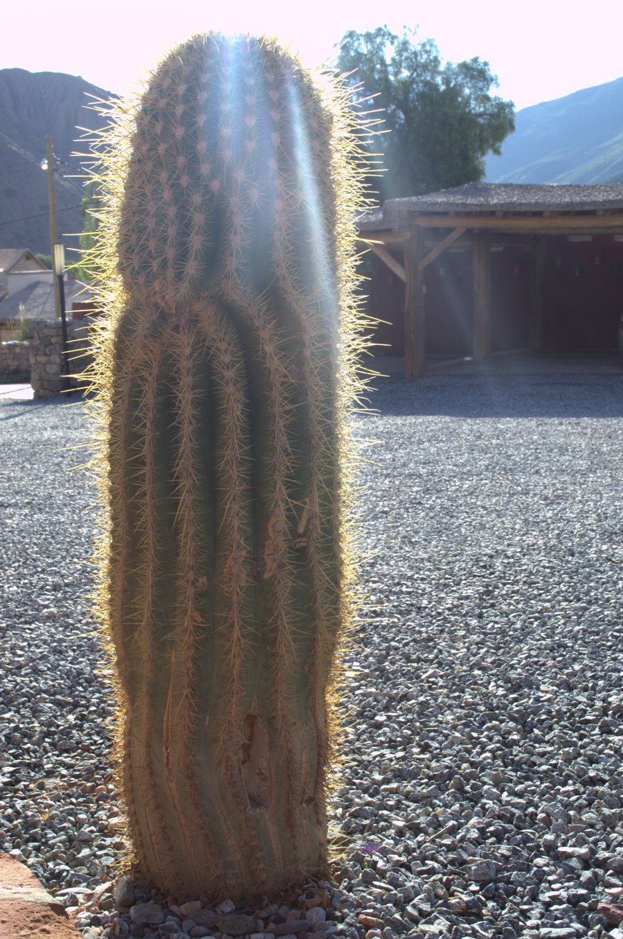 Cactus y sol