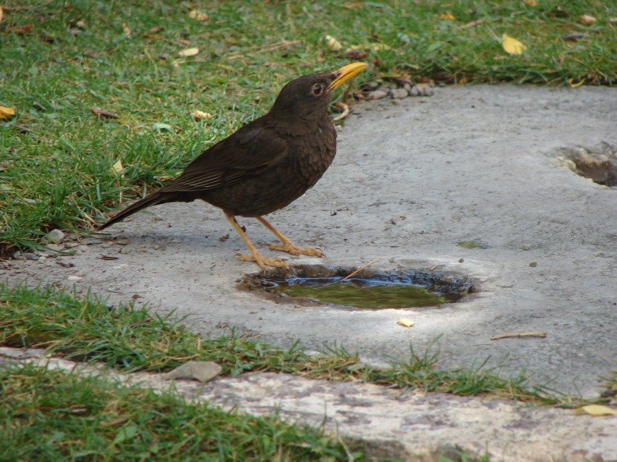 Pajaros argentinos-1