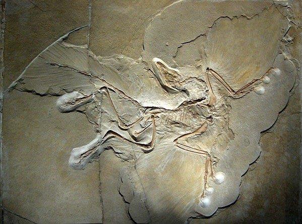 archaeopteryx_lithographica_berlin_specimen2