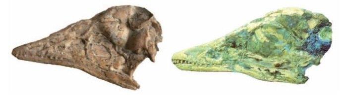 craneo-archaeopteryx